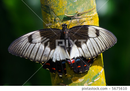 The whole body of Papilio aegeus 5675610