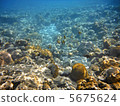 Beach of the world heritage underwater Chichijima shrine 5675624