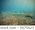 Branch of Ogasawara Coral 5675625