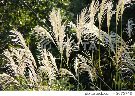 Miscanthus Miscanthus 5675748