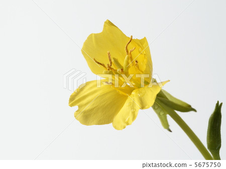 Evening primrose flowers Evening primrose flowers 5675750