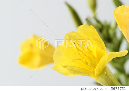 月見草花和芽 月見草花和芽 5675751