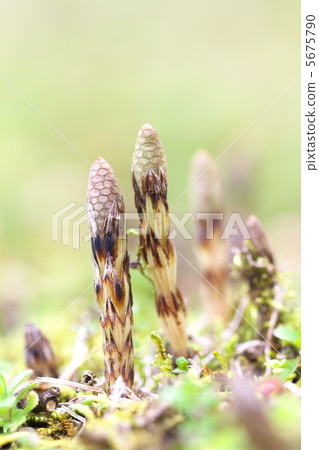 馬尾 馬尾 5675790