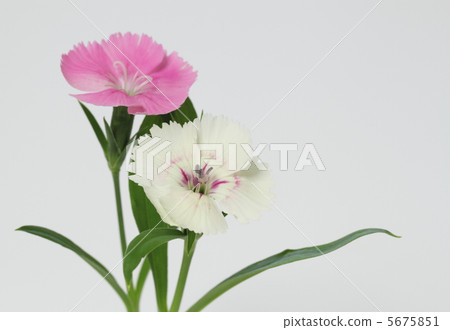 Pink and white Nadesico 5675851