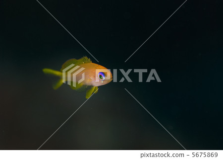 Goldfish Hanadai 2 5675869