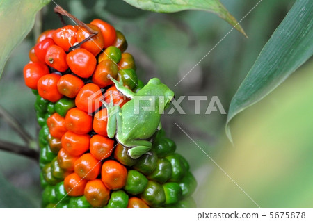 Fruit and tender fruit of Ten Nan Show 5675878