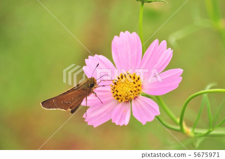 切塞里蝴蝶和宇宙 切塞里蝴蝶和宇宙 5675971