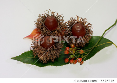 橡子和Knogi葉子和樹堅果（白背）的Aculace 5676246