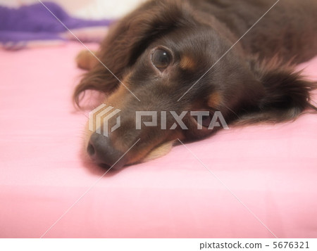 Relaxing dachs 5676321