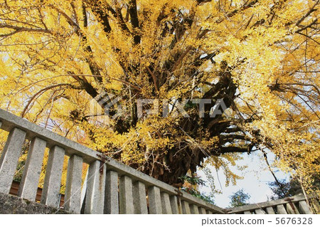 Shrine of the main shrine 5676328