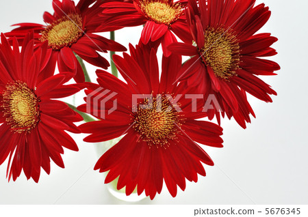 深紅色非洲菊 5676345