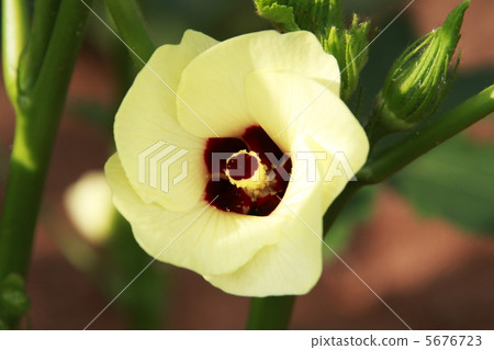 秋葵的花 5676723