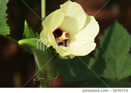 Okra's Flower 5676724