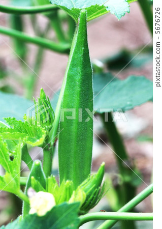 Okra 5676726