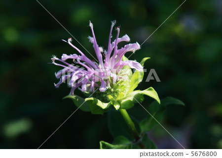 Bergamot Bergamot 5676800