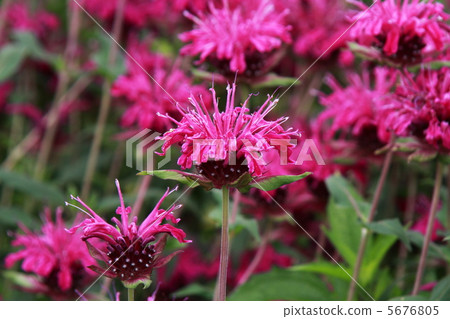 Bergamot Bergamot 5676805