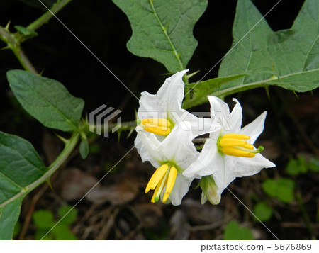White bamboo shoots (white flower bad eggplant) 5676869