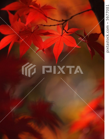 秋天的樹葉 5677081