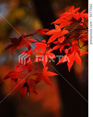 秋天的樹葉 5677082