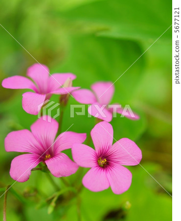 Oxalis Flower Language Pleasure Violet Wood Stock Photo