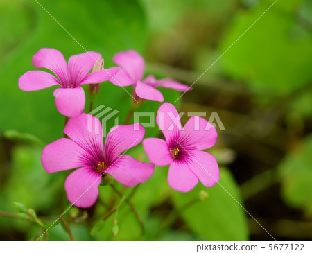 Oxalis Flower Language Pleasure Violet Wood Stock Photo