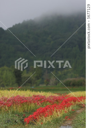 希根花的風景 希根花的風景 5677129