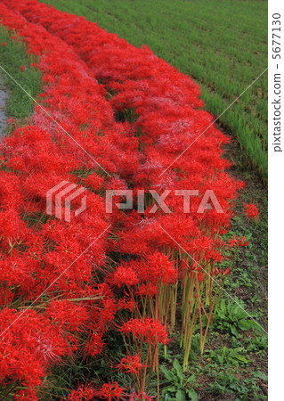 Cluster of cluster amaryllis 5677130