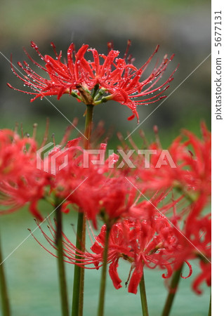 Higanbana flowers wet in the rain Higanbana flowers wet in the rain 5677131
