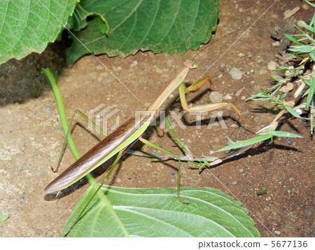 Praying mantis 5677136