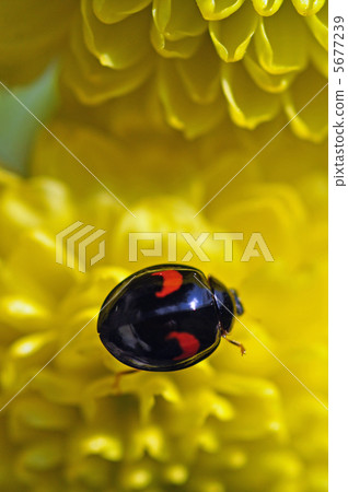 瓢蟲和菊花 5677239