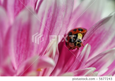 瓢蟲和菊花 5677243