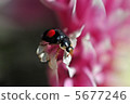 瓢蟲和菊花 5677246