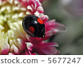 瓢蟲和菊花 5677247