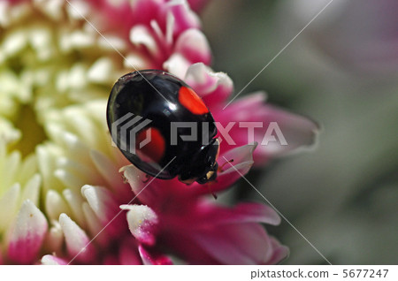 瓢蟲和菊花 瓢蟲和菊花 5677247