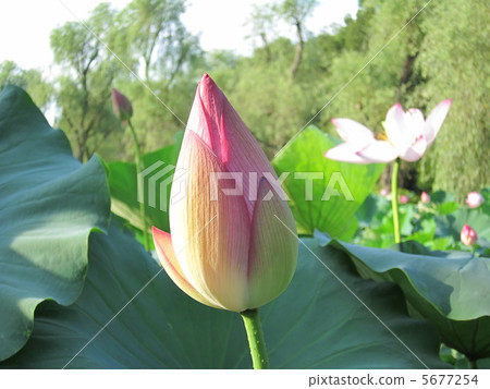 Lotus flower bud of Kairakuen Lotus flower bud of Kairakuen 5677254