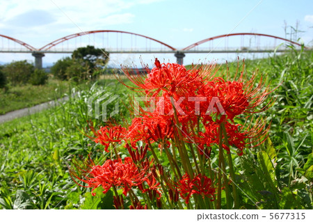 Cluster amaryllis 5677315