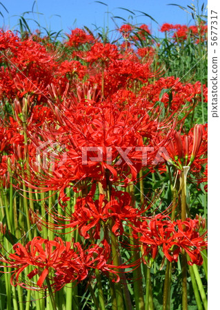 Cluster amaryllis 5677317