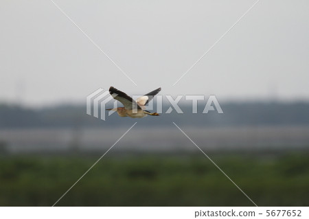 Flight of Yoshigoi 5677652