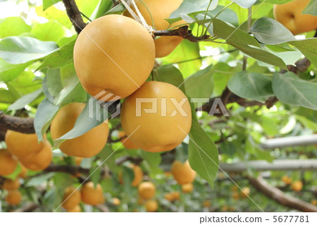 Naraka Rika Naraka Rika 5677781