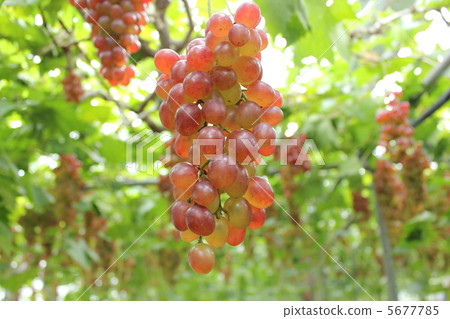 Grape red three rows 5677785