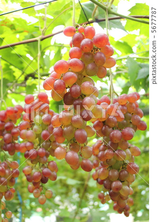 Grape red three rows 5677787