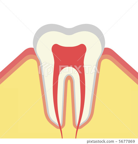 Tooth structure Tooth structure 5677869