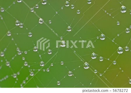 滴在蜘蛛網上 滴在蜘蛛網上 5678272