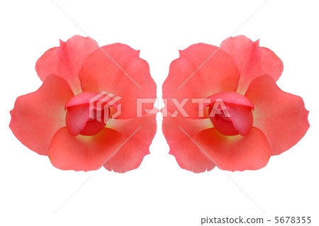 Rose Jardin de France 2 Collage Rose Jardin de France 2 Collage 5678355