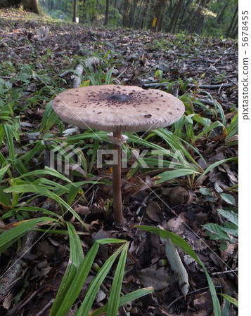 Karakasatake Karakasatake 5678455