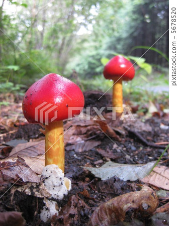 Tamagotake in the forest Tamagotake in the forest 5678520