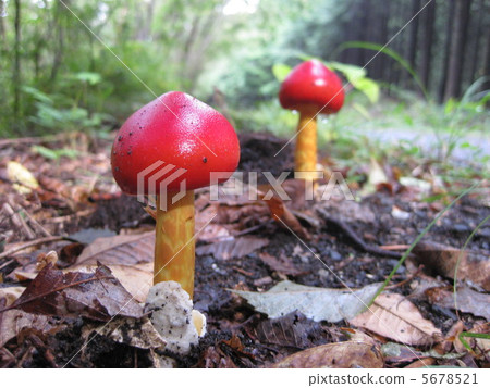 Tamagotake in the forest Tamagotake in the forest 5678521