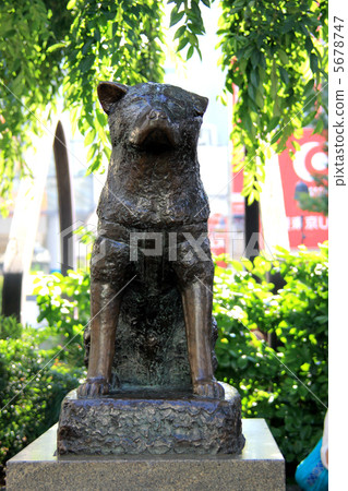 Hatiko faithful dog Hatiko faithful dog 5678747