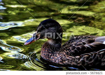 Mallard Mallard 5678821