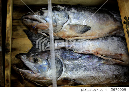 New spring salmon 5679009